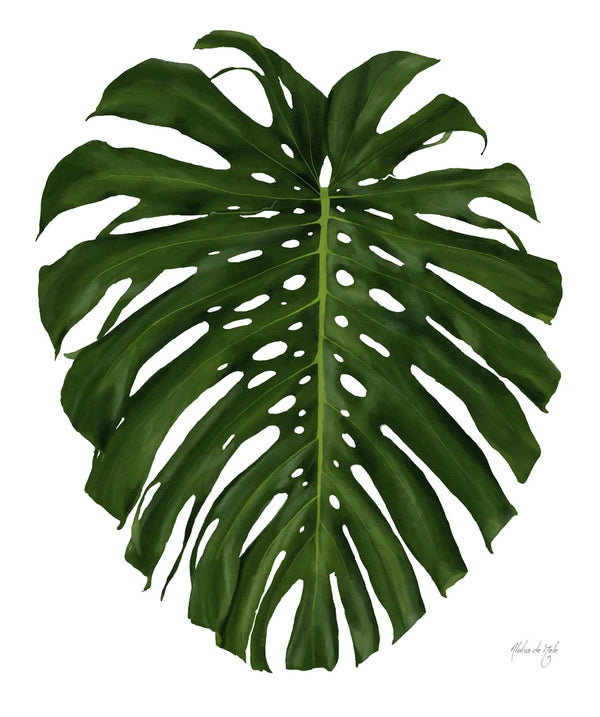 Monstera