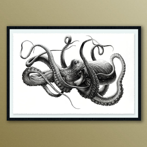 "Cephalopoda II" By James Rocke