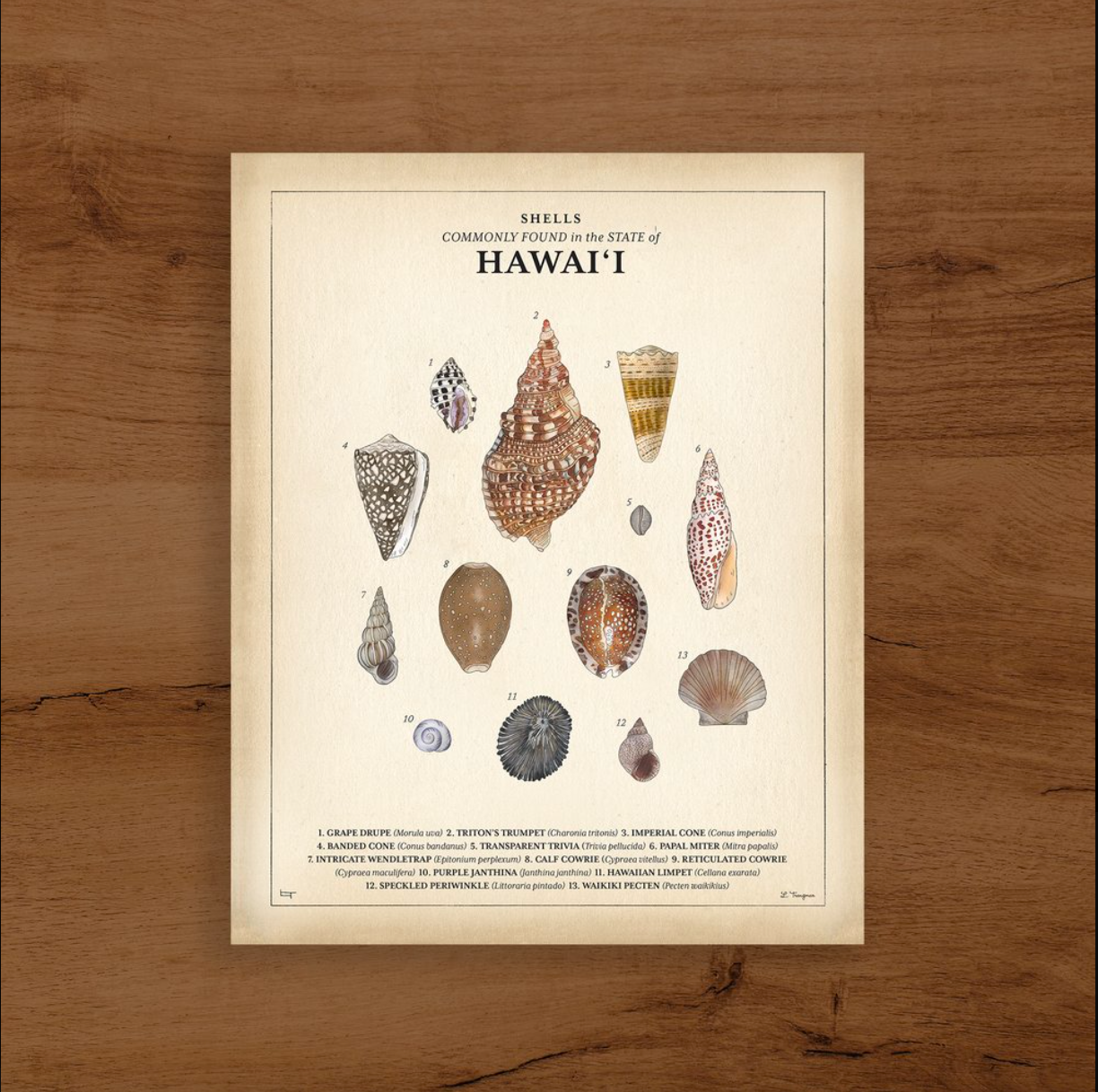 Hawaiian Shell Types Shells commonly found in the state of Hawaii – GREENROOM Gallery Hawaii
