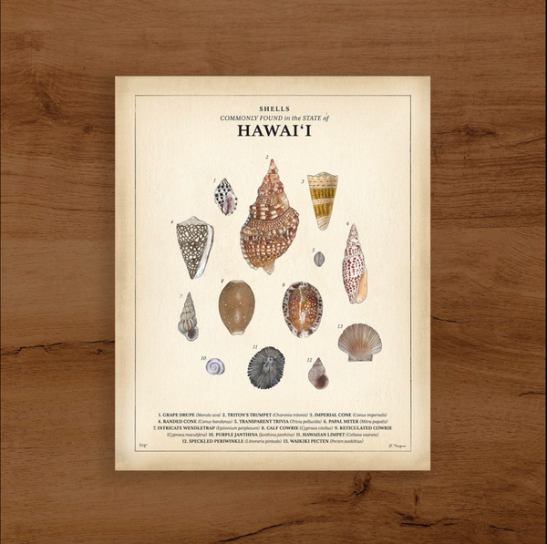 Shells commonly found in the state of Hawaii