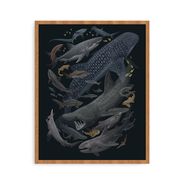 "Sharks of the World" By Zoey Keller