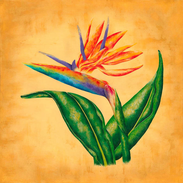 Bird of Paradise