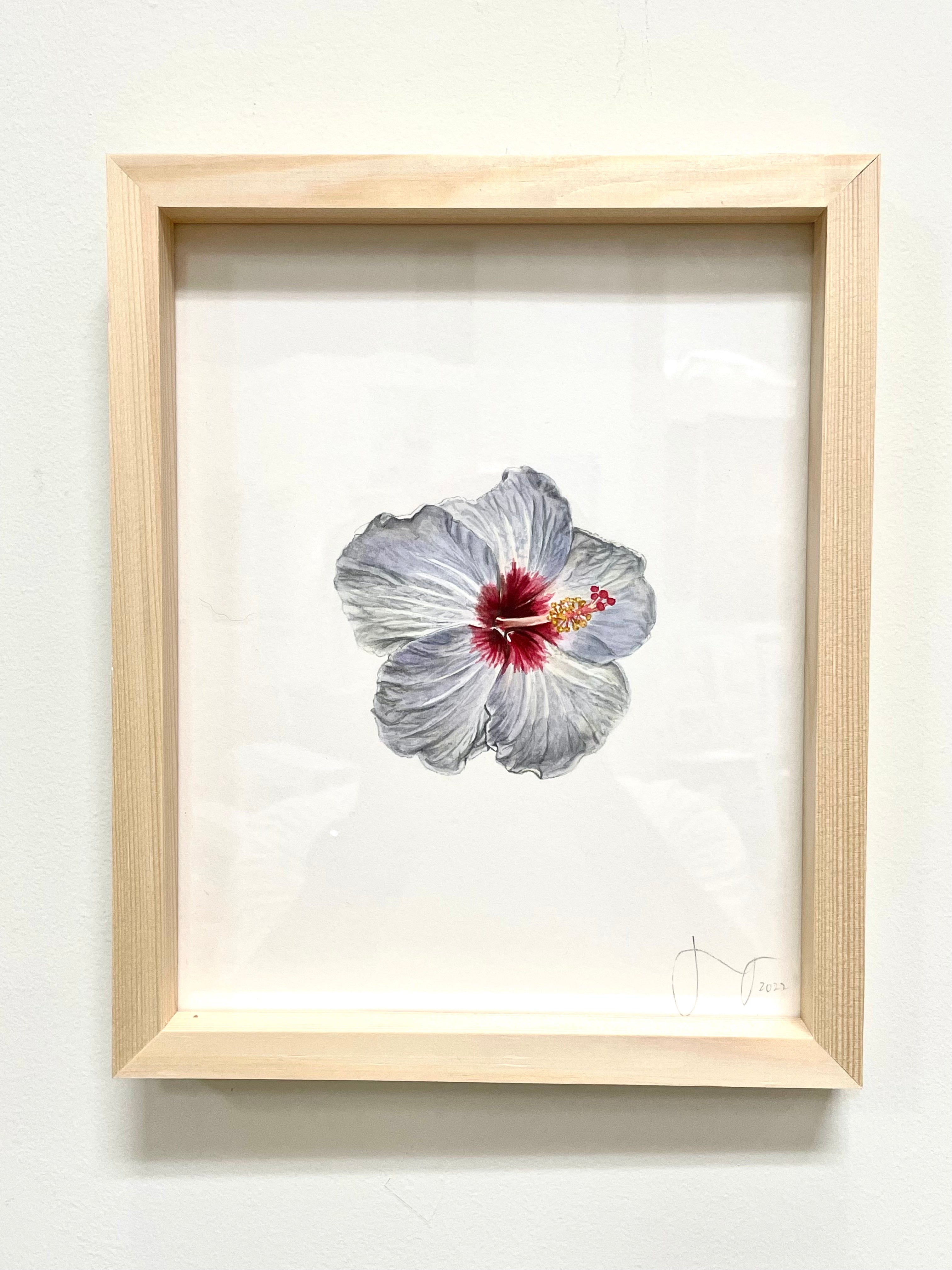 Silver Moon Hibiscus